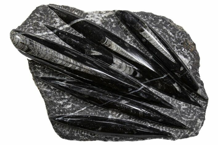 Polished Fossil Orthoceras (Cephalopod) Plate - Morocco #341383